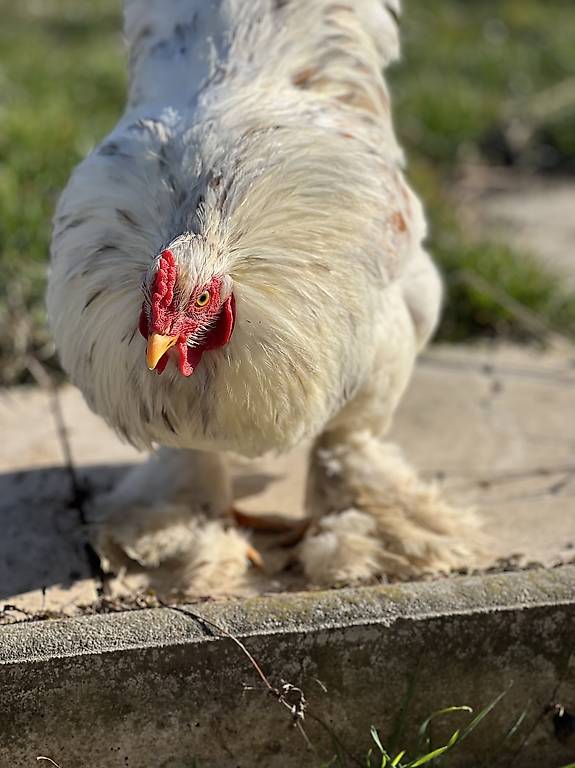 Coq à donner Canton Vaud anibis ch