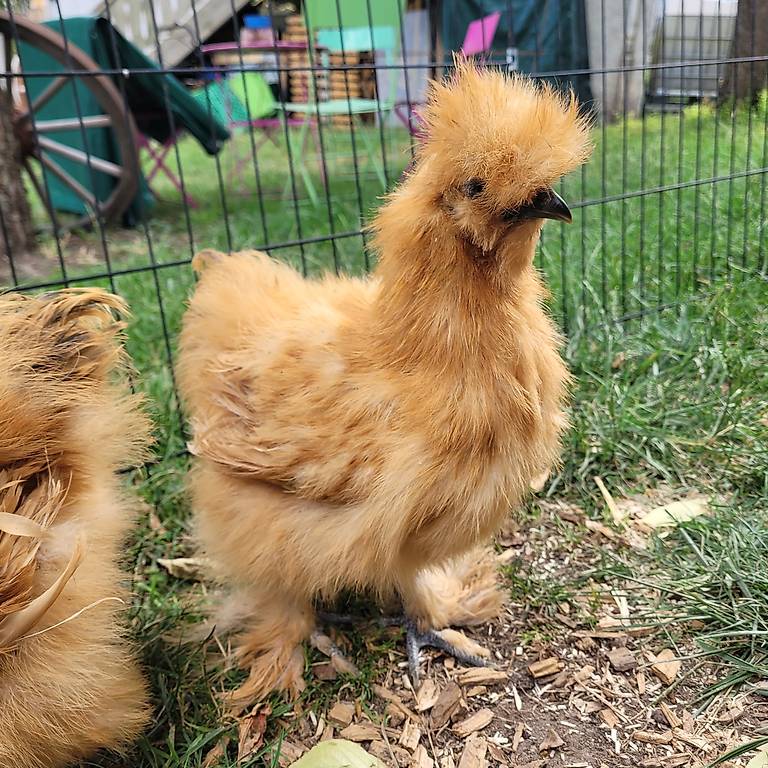 Coq soie barbu fauve de avril 2025 Canton Vaud - anibis.ch