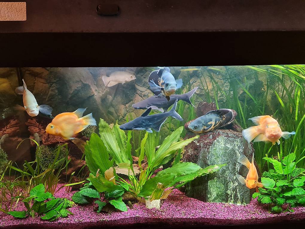 Juwel Aquarium 450l 2024 zu verkaufen.