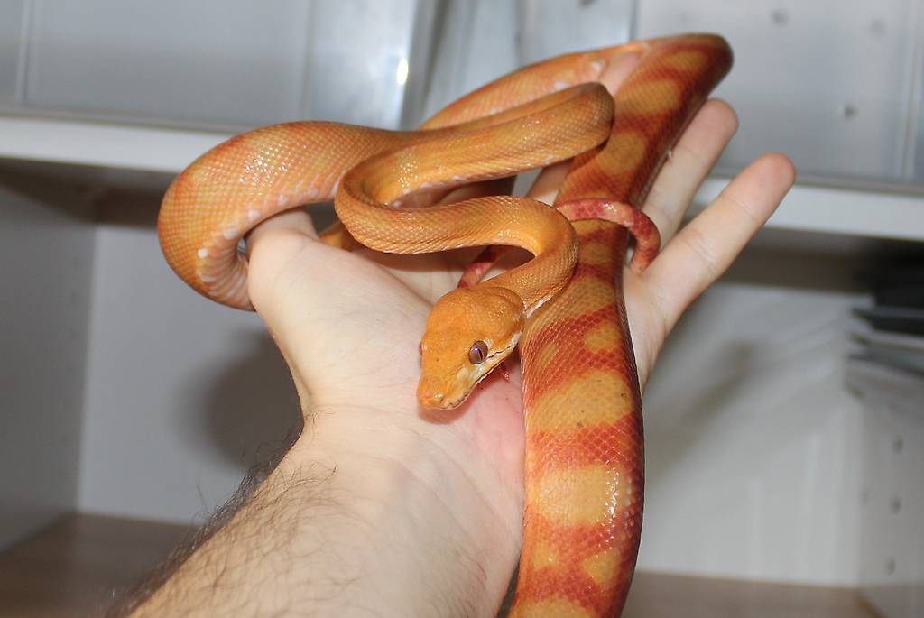 Corallus hortulanus orange Canton Vaud - anibis.ch