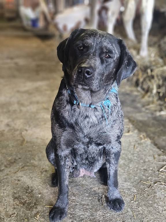 Blue Merle Lab Mix Dog Breeds Australian Shepherd Lab Mix Size