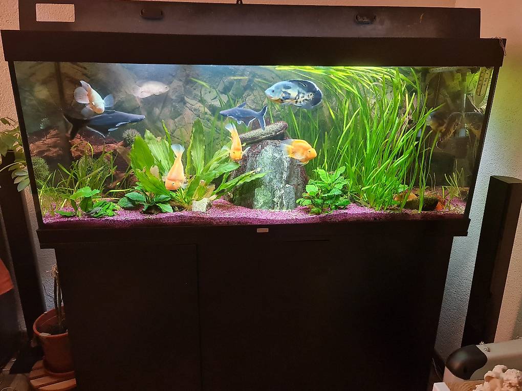 Juwel Aquarium 450l zu verkaufen. newest