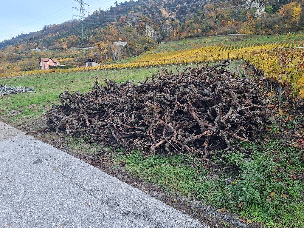 Bois ceps de vigne à donner im Kanton Wallis anibis.ch — free download