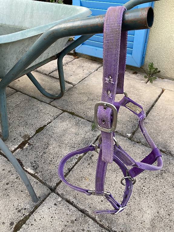Licol en cuir de 2,5 cm de large avec matériel plaqué laiton