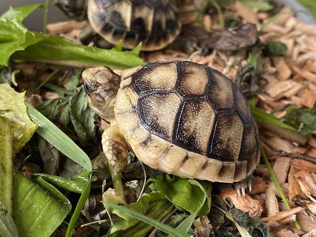 A Vendre Tortues Grecques Hermani H Et Marginata Canton Neuch Tel