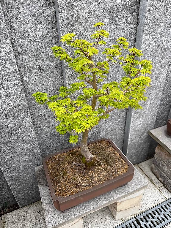 Japanischer Ahorn Bonsai im Kanton Zrich - anibis.ch