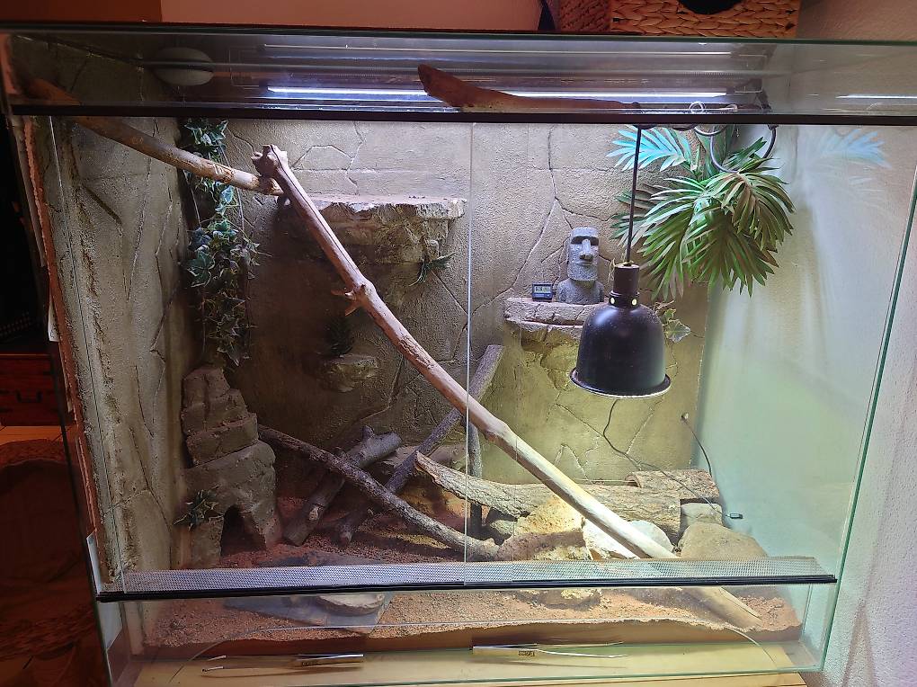 Terrarium Pour Reptiles Tout Quip Canton Vaud Anibis Ch