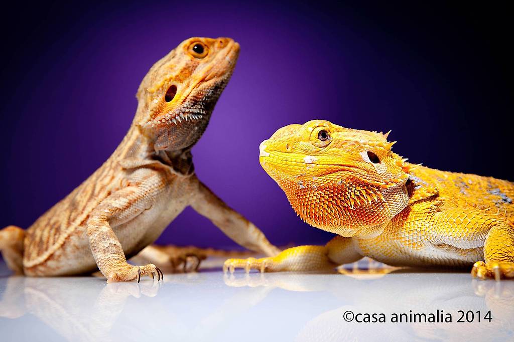  Wunderschöne Bartagamen / pogona vitticeps