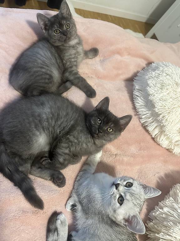 British shorthair deals gumtree