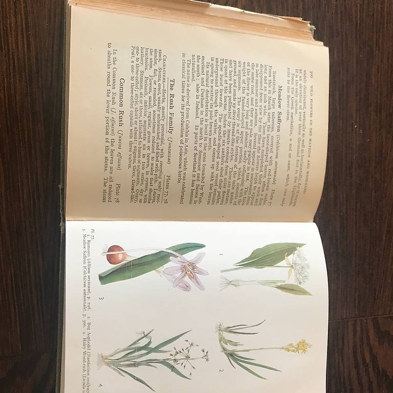 WILD FLOWERS OF THE WAYSIDE AND WOODLAND FROM 1936 Canton Vaud - anibis.ch