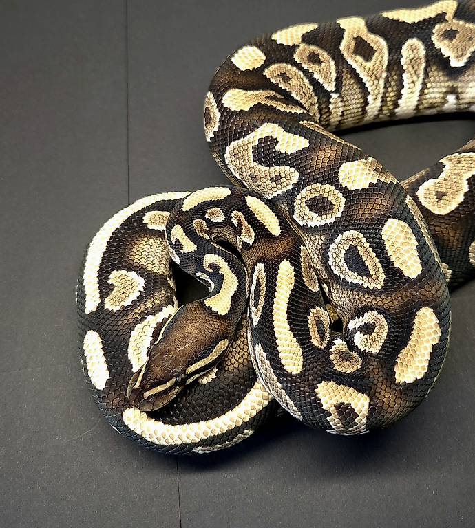 1.0 Python regius - Phantom Yellowbelly Canton Berne - anibis.ch