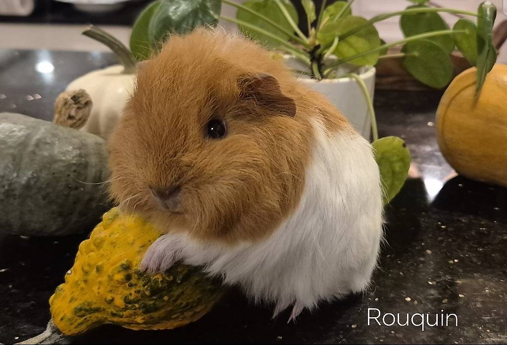 Un Rouquin Magnifique mâle de la rasse Teddy CH bicolore im Kanton Waadt - anibis.ch
