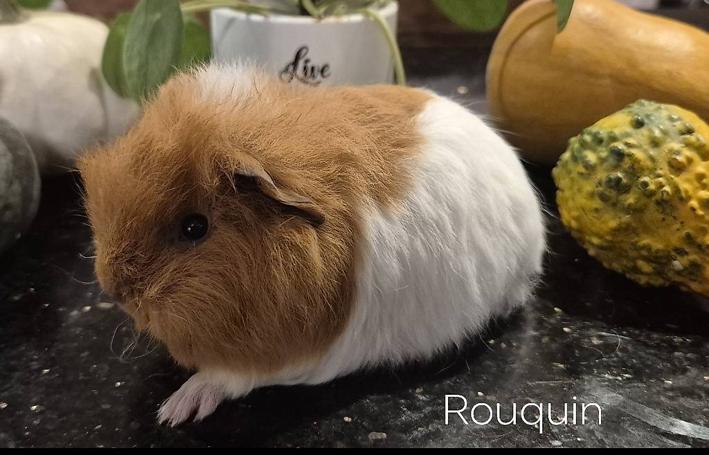 Un Rouquin Magnifique mâle de la rasse Teddy CH bicolore Canton Vaud - anibis.ch