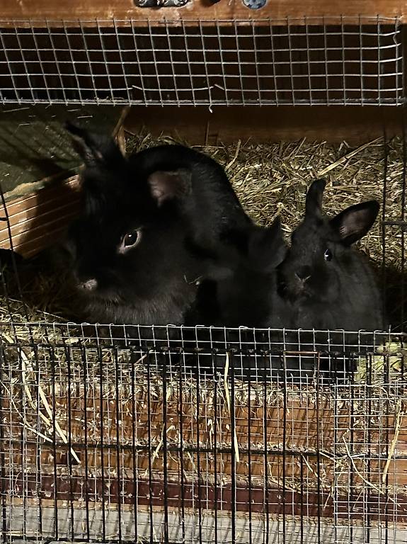 Bébé lapin à vendre Canton Vaud - anibis.ch