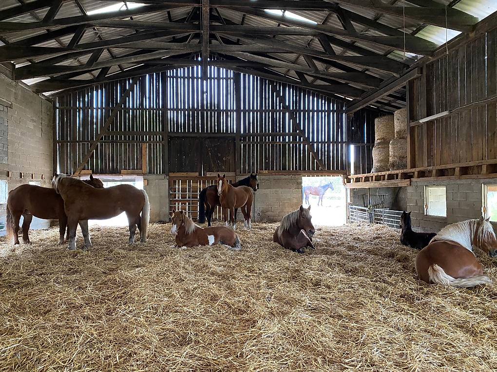 Retraite Pour Chevaux Gratuite