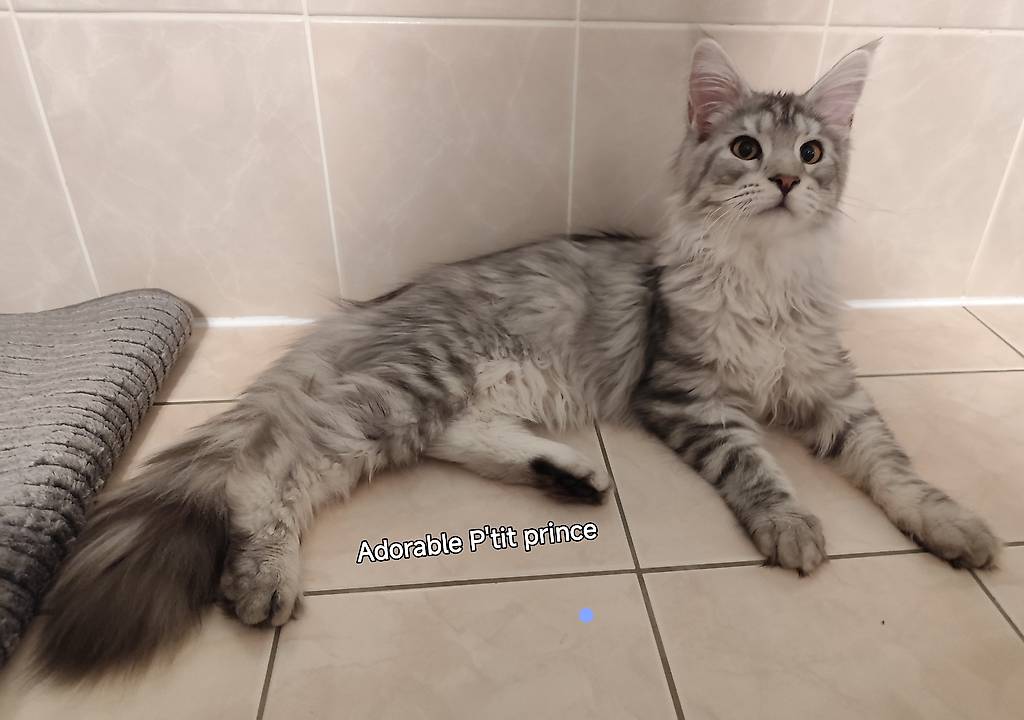Maine Coon 5 Mois