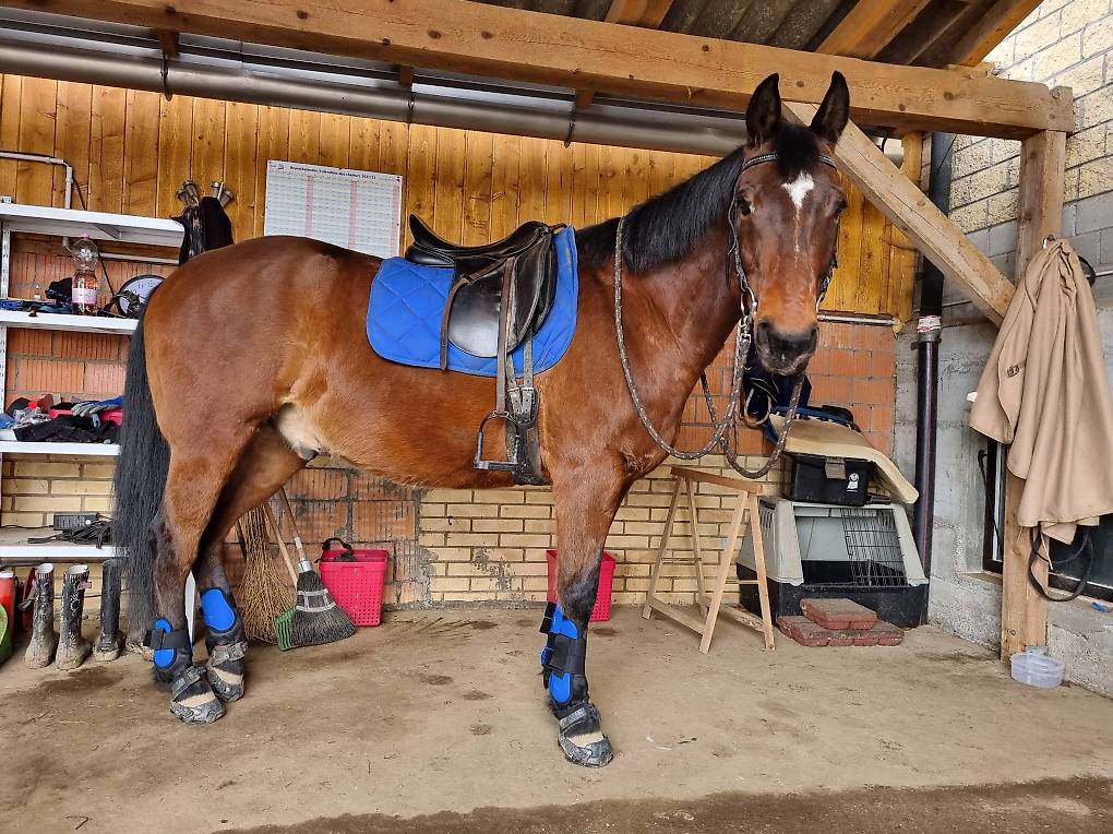  Reitbeteiligung nähe herzogenbuchsee