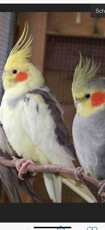 Nymphensittiche in verschiedenen Farben abzugeben
