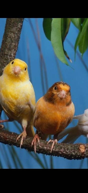 Kanarien Vögel div. Farben