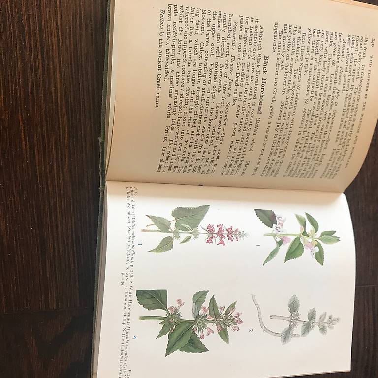 WILD FLOWERS OF THE WAYSIDE AND WOODLAND FROM 1936 Canton Vaud - anibis.ch