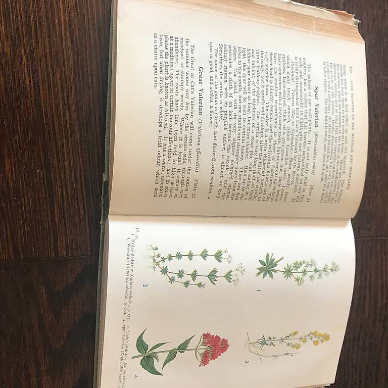 WILD FLOWERS OF THE WAYSIDE AND WOODLAND FROM 1936 Canton Vaud - anibis.ch